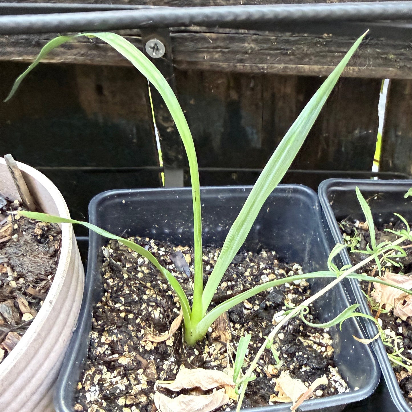 Hesperoyucca whipplei - Chaparral Yucca