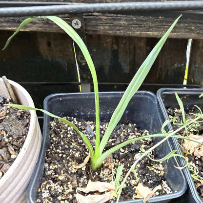 Hesperoyucca whipplei - Chaparral Yucca