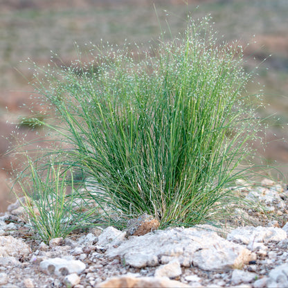 Indian Ricegrass (Stipa hymenoides)