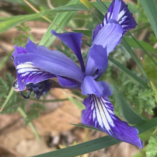 Douglas Iris (Iris douglasiana)