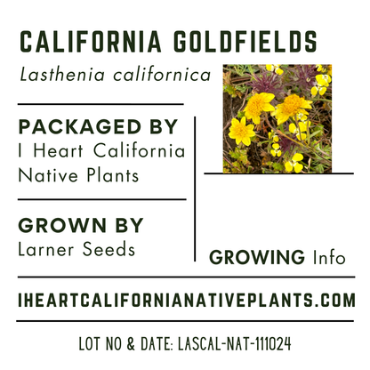 California Goldfield's (Lasthenia californica)