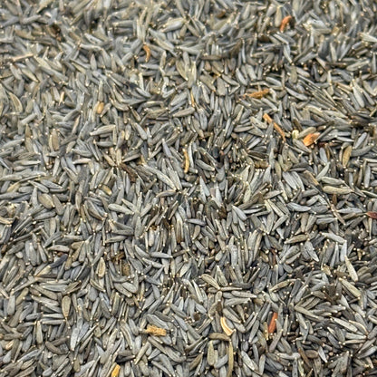 Lasthenia glabrata - Yellow-rayed Goldfield's