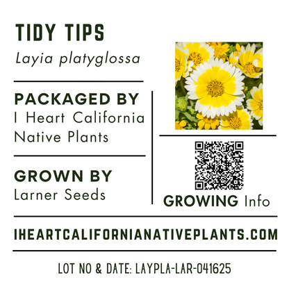 Tidy Tips (Layia platyglossa)