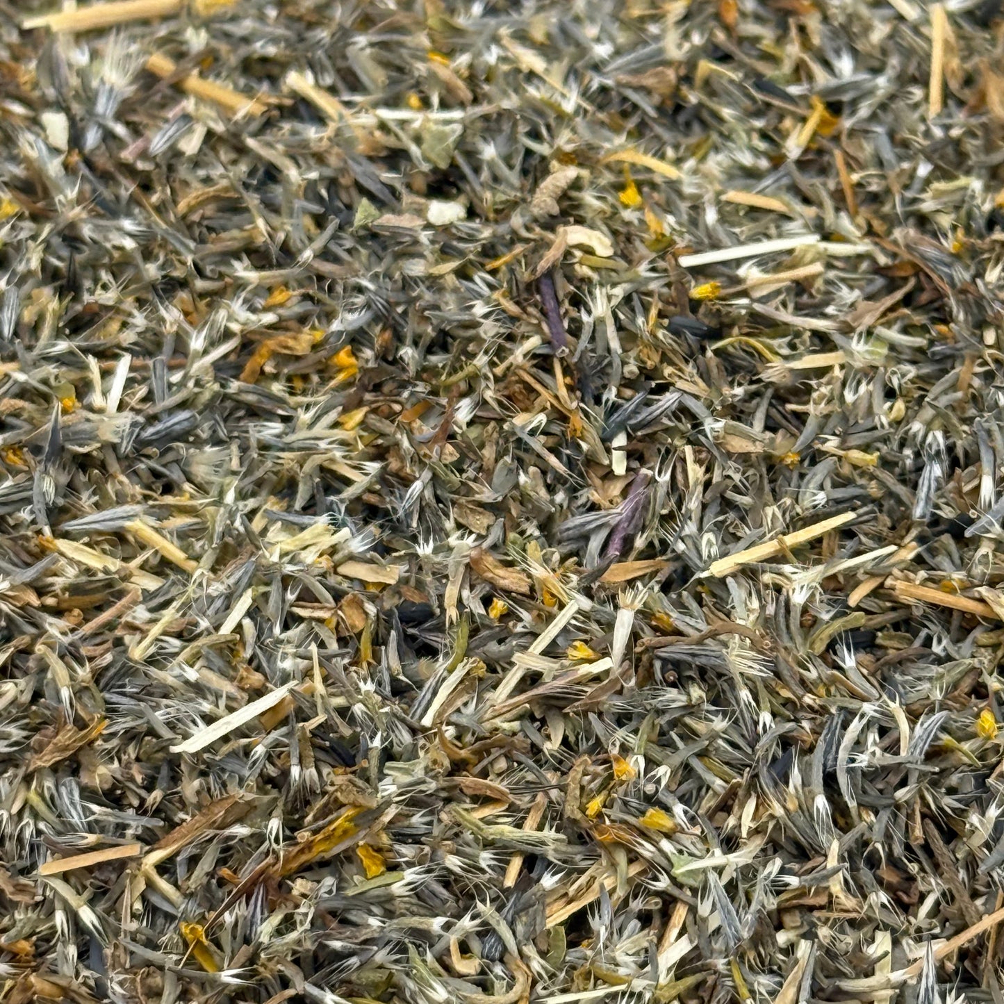 Layia platyglossa - Tidy Tips