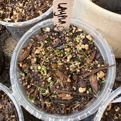 Layia platyglossa - Tidy Tips