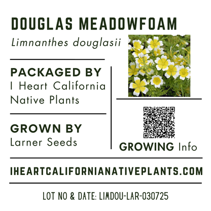 Douglas Meadowfoam (Limnanthes douglasii)