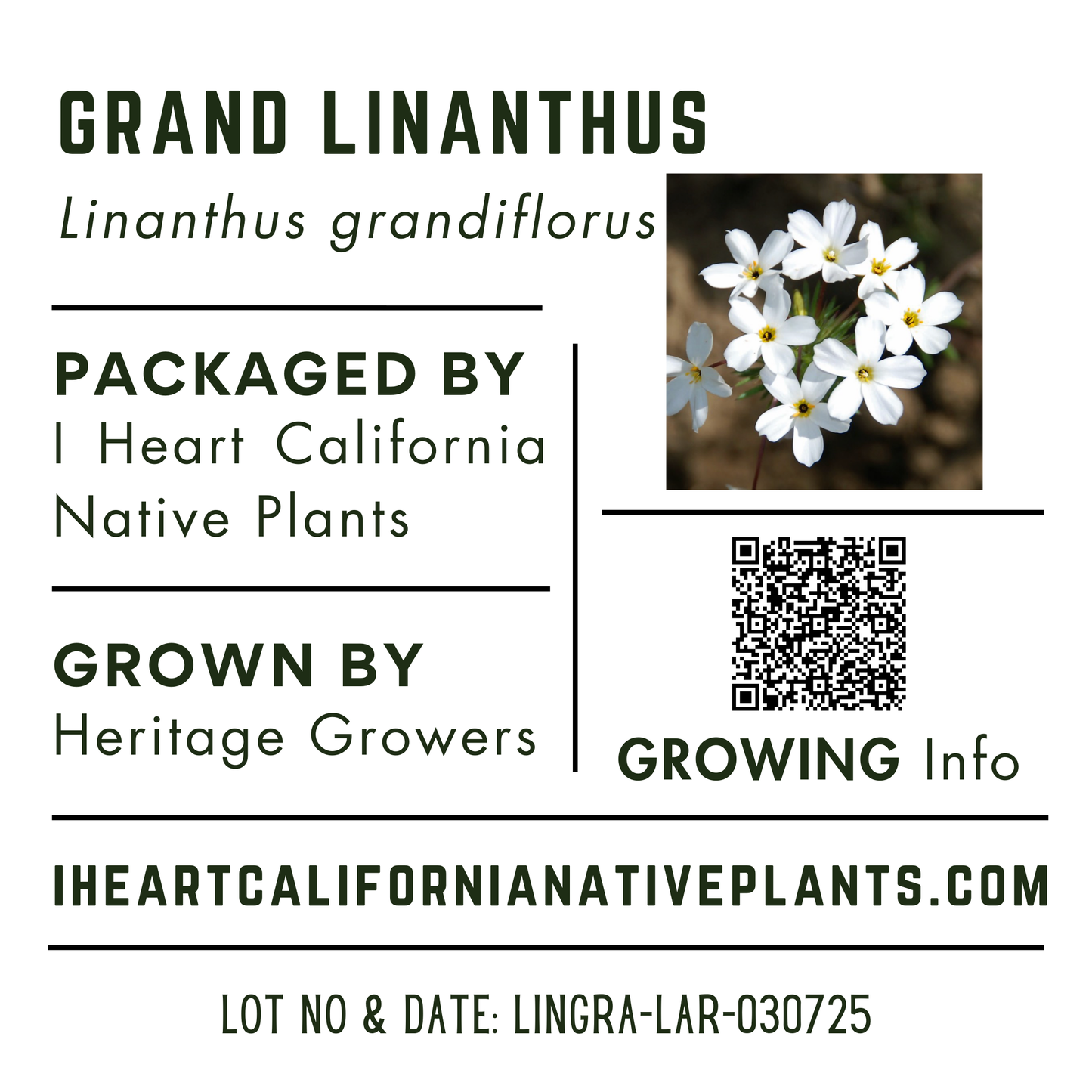 Grand Linanthus (Linanthus grandiflorus)