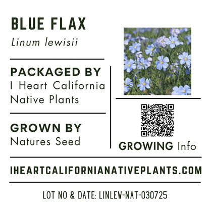 Blue Flax (Linum lewisii)