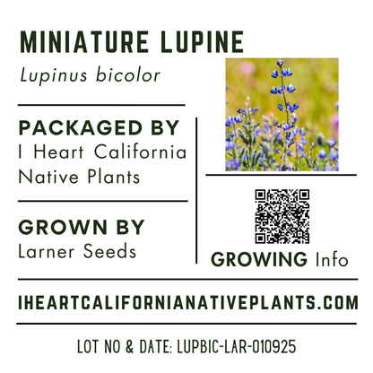 Miniature Lupine (Lupinus bicolor)