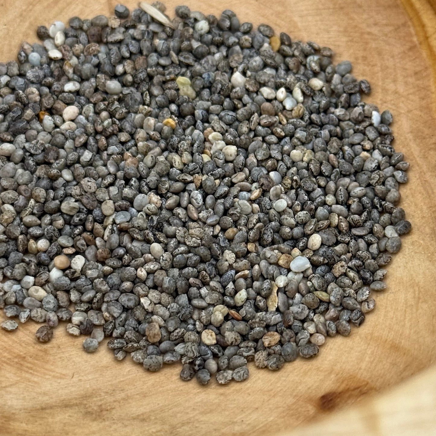 Lupinus bicolor - Miniature Lupine