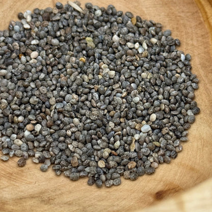 Lupinus bicolor - Miniature Lupine