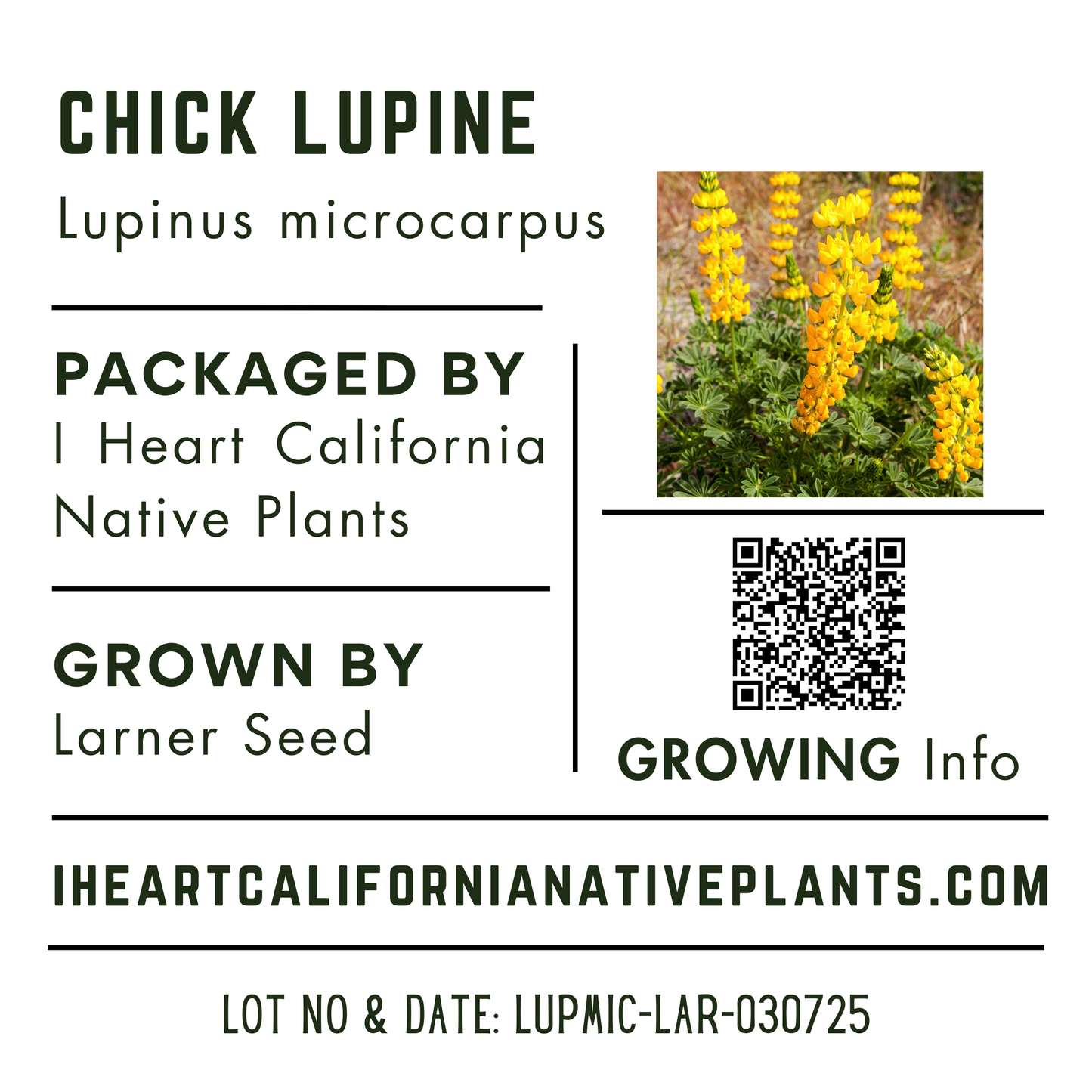 Chick Lupine (Lupinus microcarpus)
