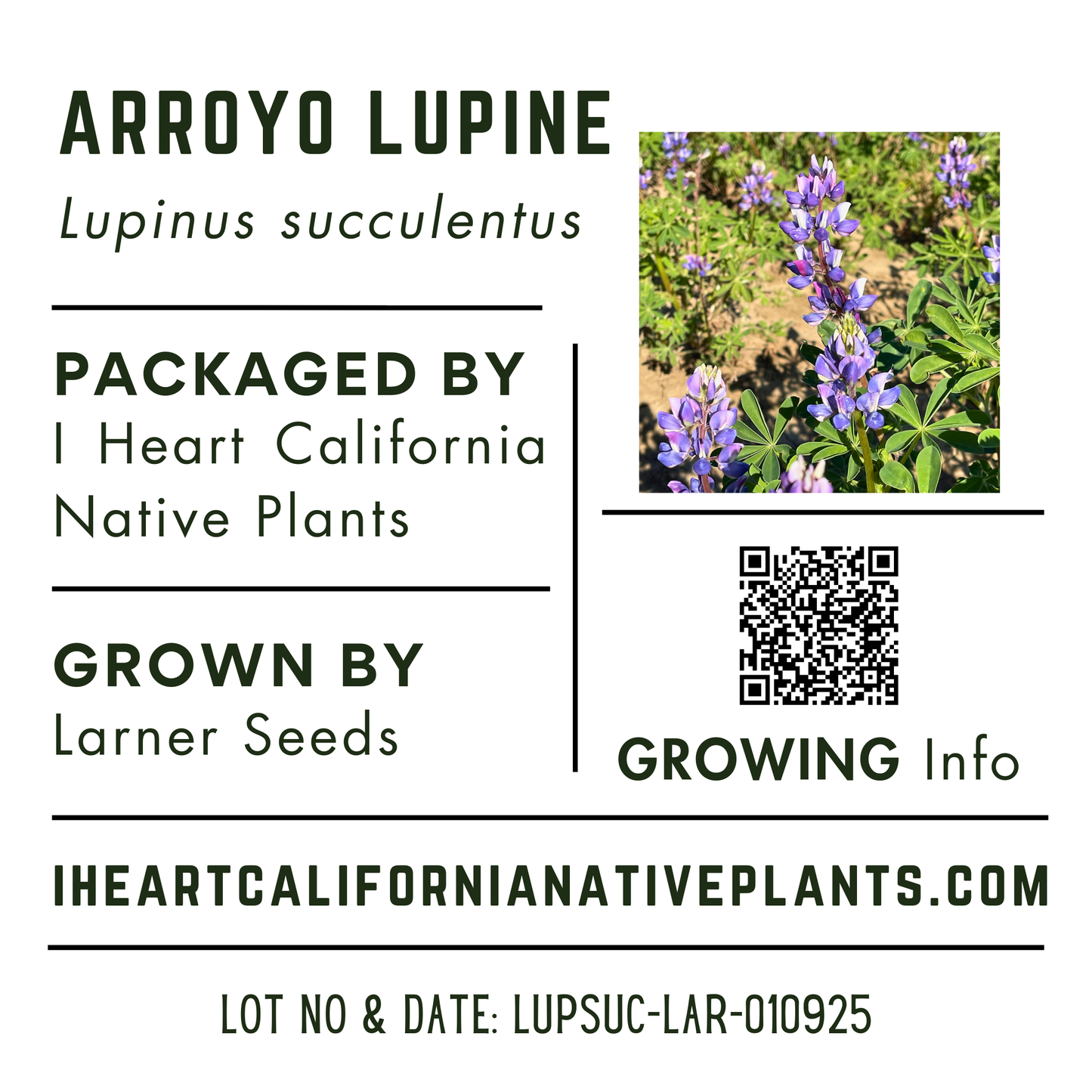 Arroyo Lupine (Lupinus succulentus)
