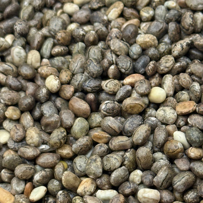 Lupinus succulentus - Arroyo Lupine