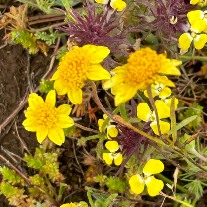 Lasthenia glabrata - Yellow-rayed Goldfields