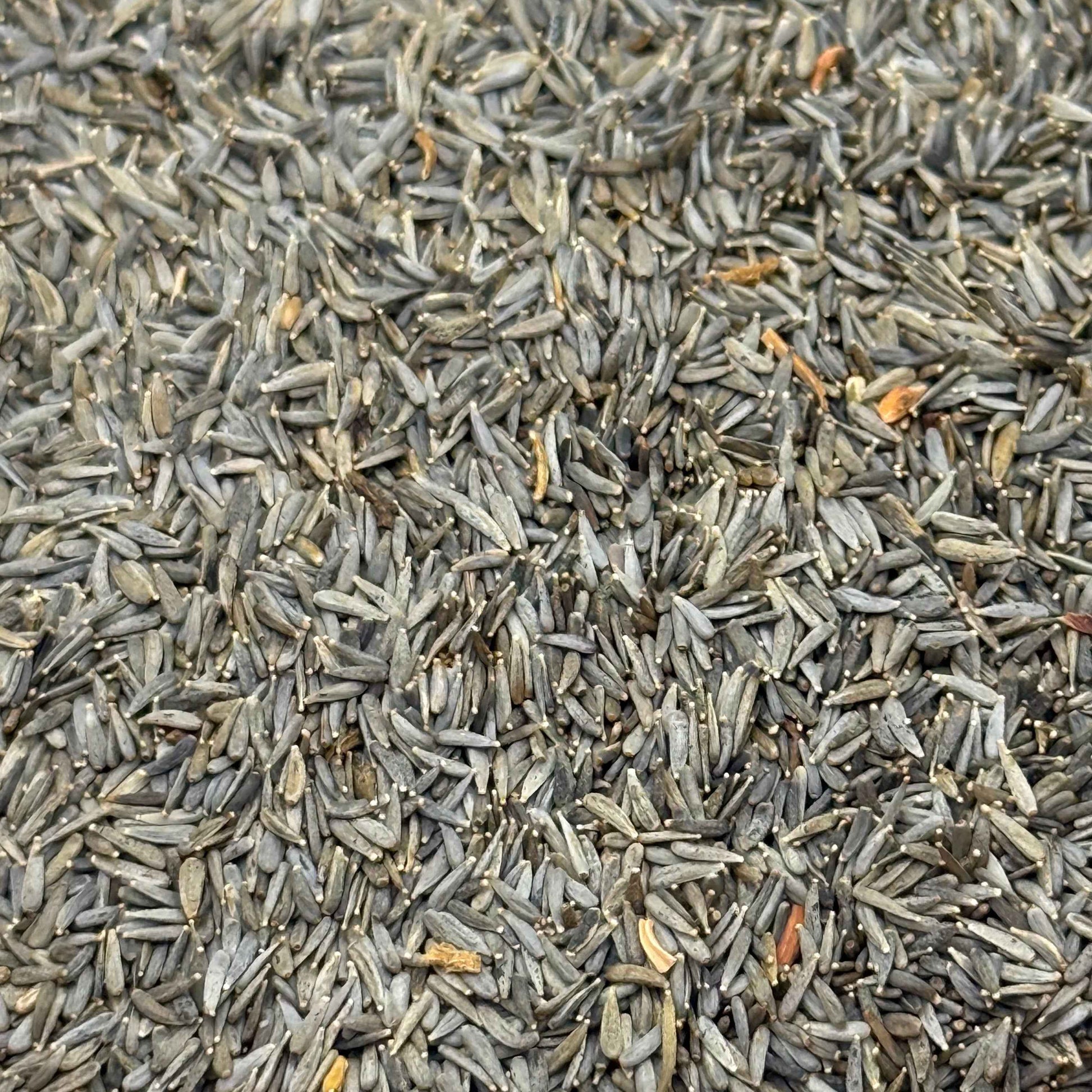 Lasthenia glabrata - Yellow-rayed Goldfields seed closeup