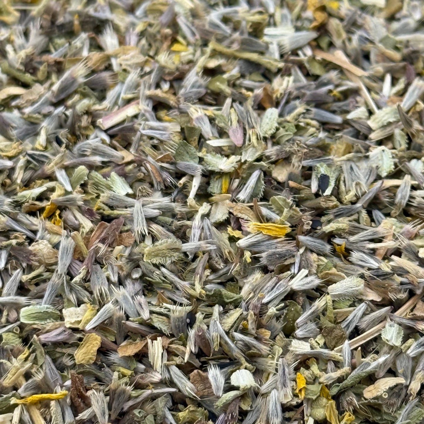 Layia chrysanthemoides - Smooth Tidy Tips seed closeup