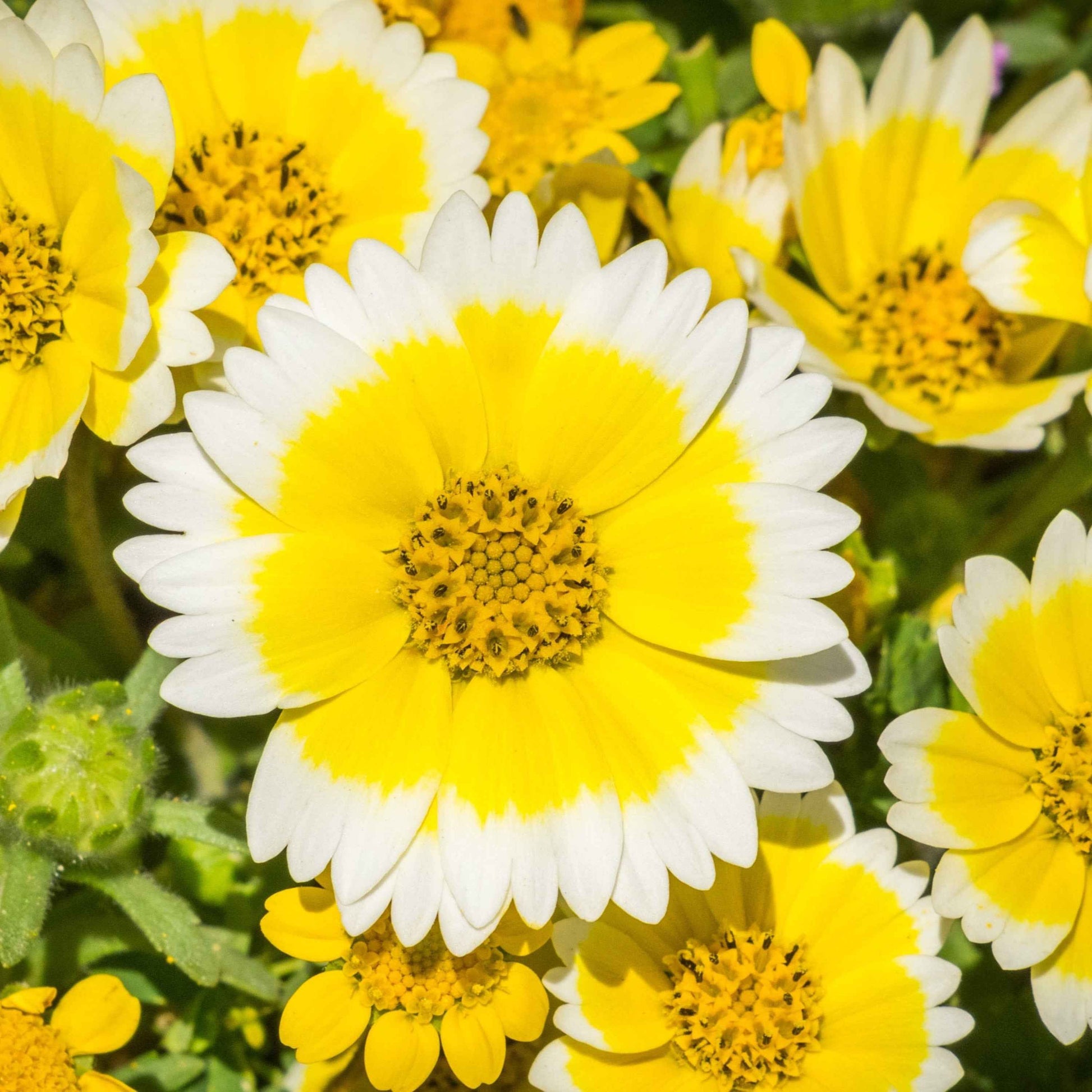 Layia chrysanthemoides - Smooth Tidy Tips