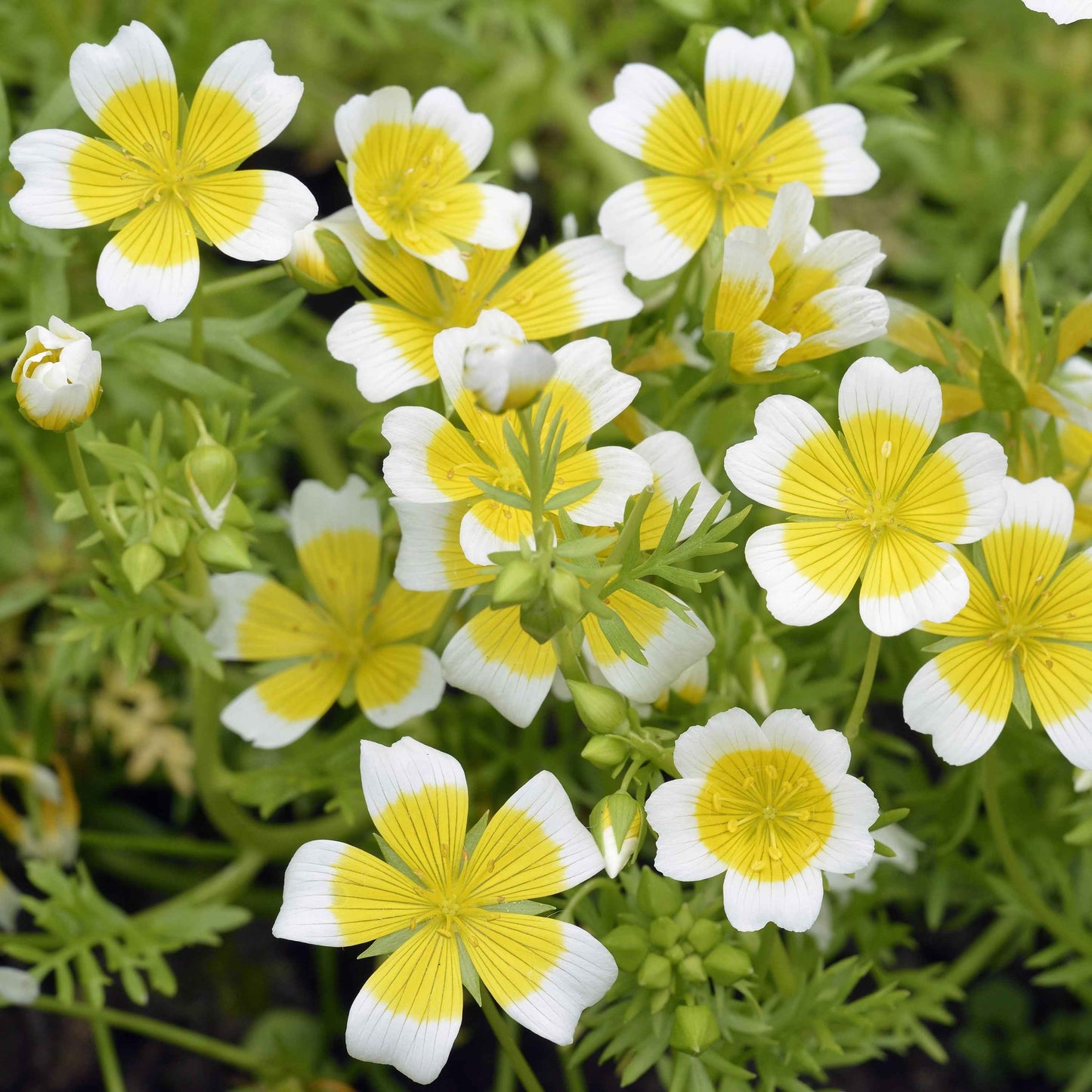 Limnanthes douglasii - Douglas Meadowfoam