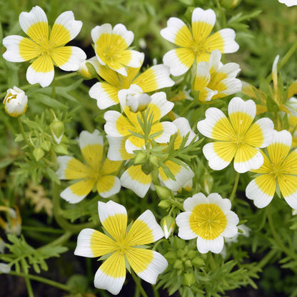 Limnanthes douglasii - Douglas Meadowfoam