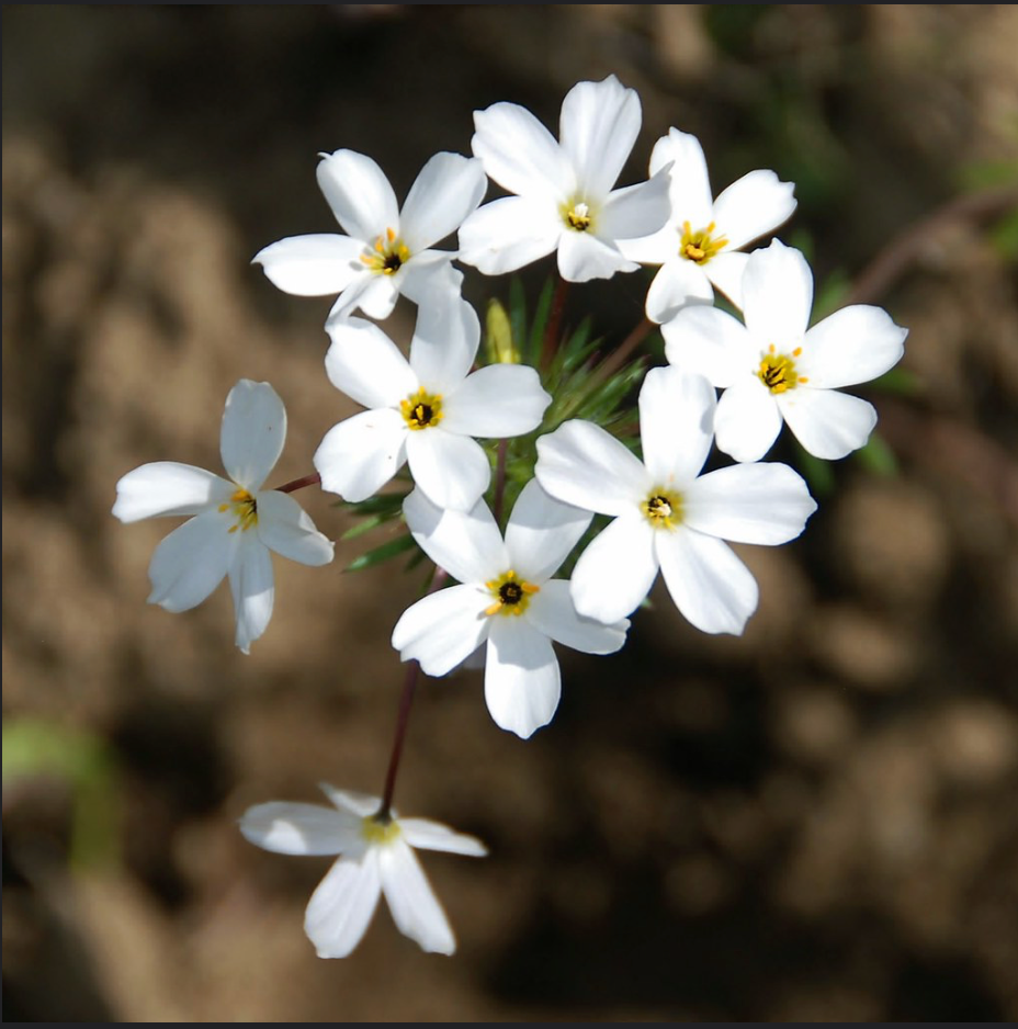Linanthus grandiflorus - Grand Linanthus