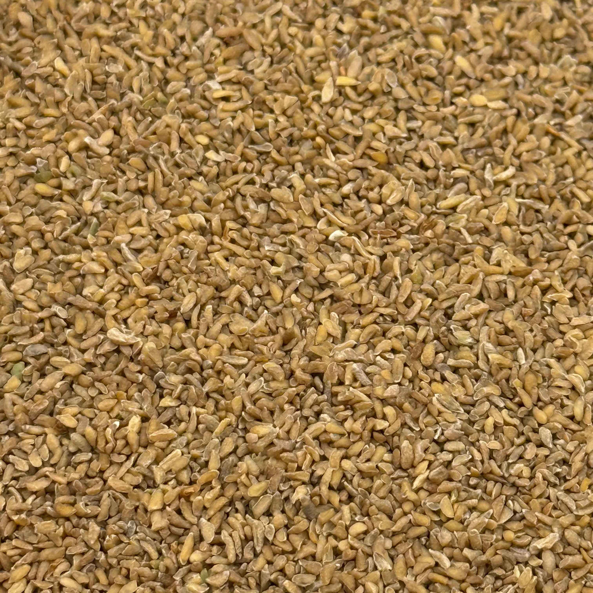 Linanthus grandiflorus - Grand Linanthus seed closeup