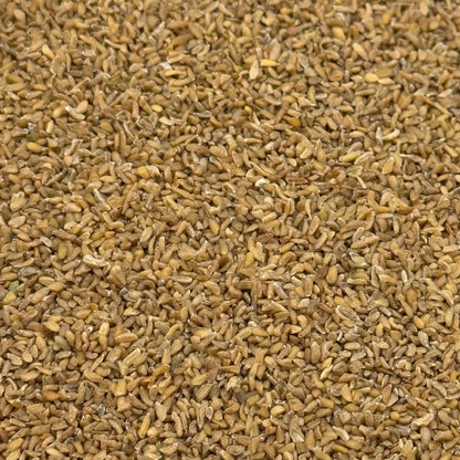Linanthus grandiflorus - Grand Linanthus seed closeup