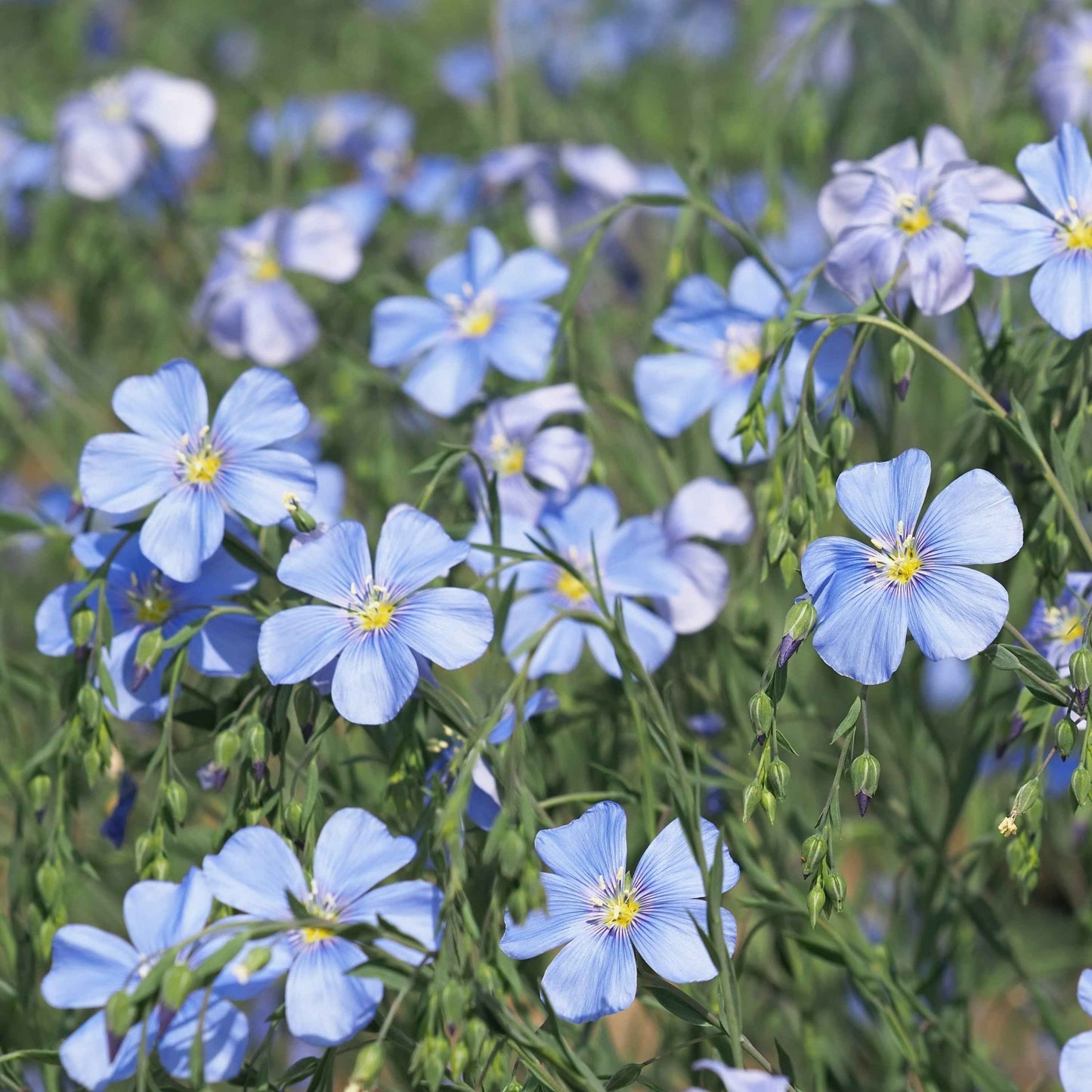 Linum lewisii - Blue Flax