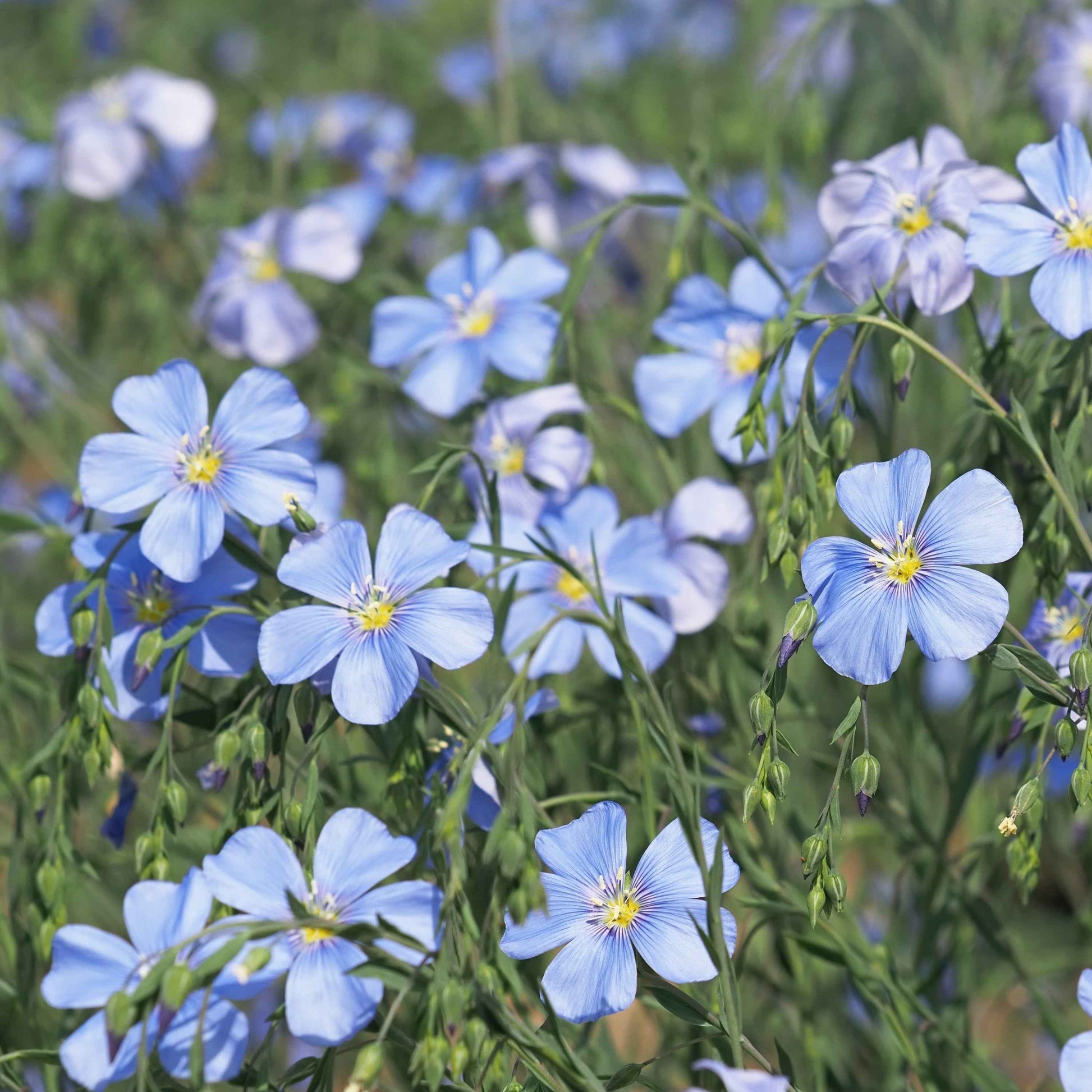 Linum lewisii - Blue Flax