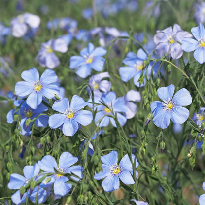 Linum lewisii - Blue Flax
