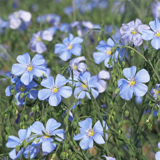 Linum lewisii - Blue Flax