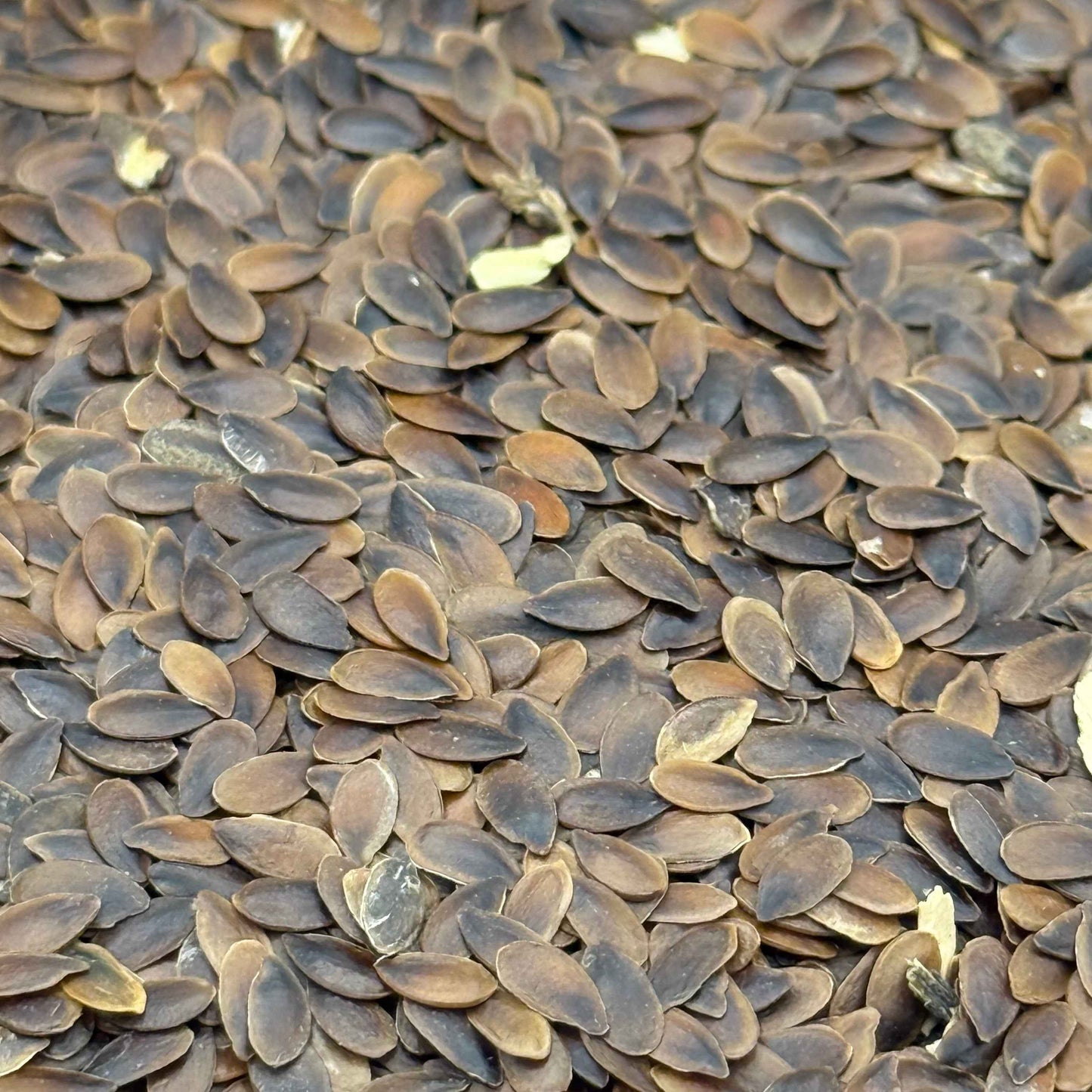 Linum lewisii - Blue Flax seed closeup