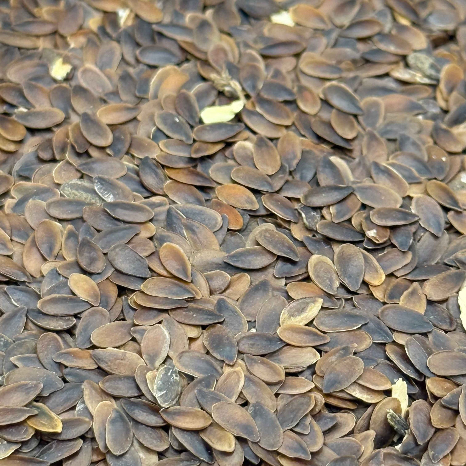 Linum lewisii - Blue Flax seed closeup