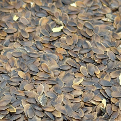 Linum lewisii - Blue Flax seed closeup