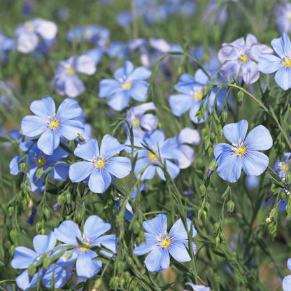 Blue Flax (Linum lewisii)