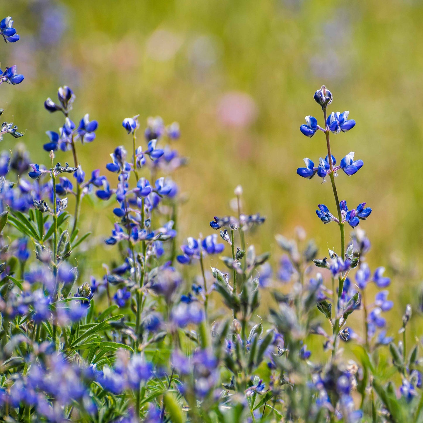 Lupinus bicolor - Miniature Lupine