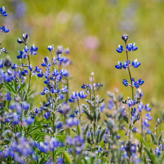 Lupinus bicolor - Miniature Lupine
