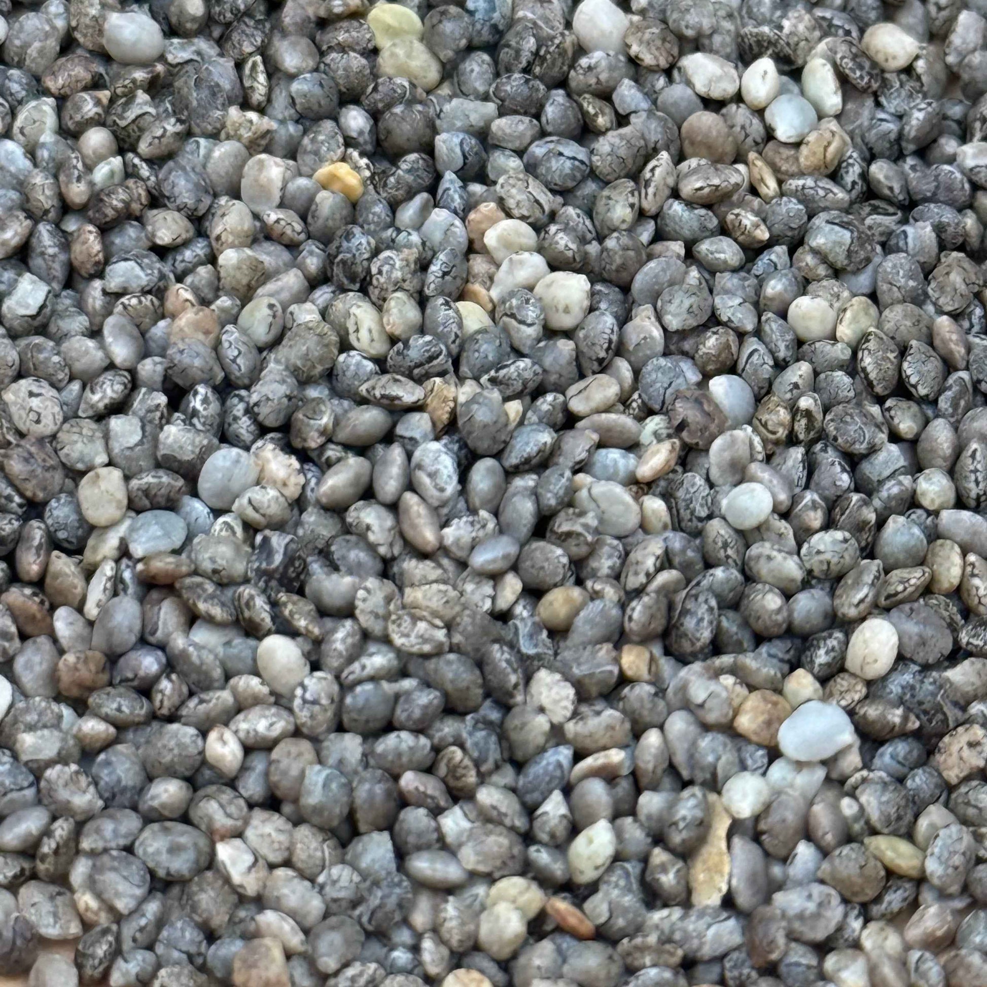 Lupinus bicolor - Miniature Lupine