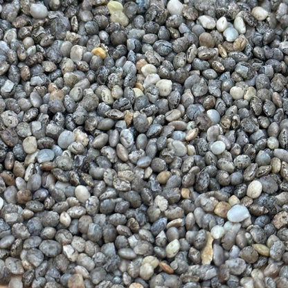 Lupinus bicolor - Miniature Lupine