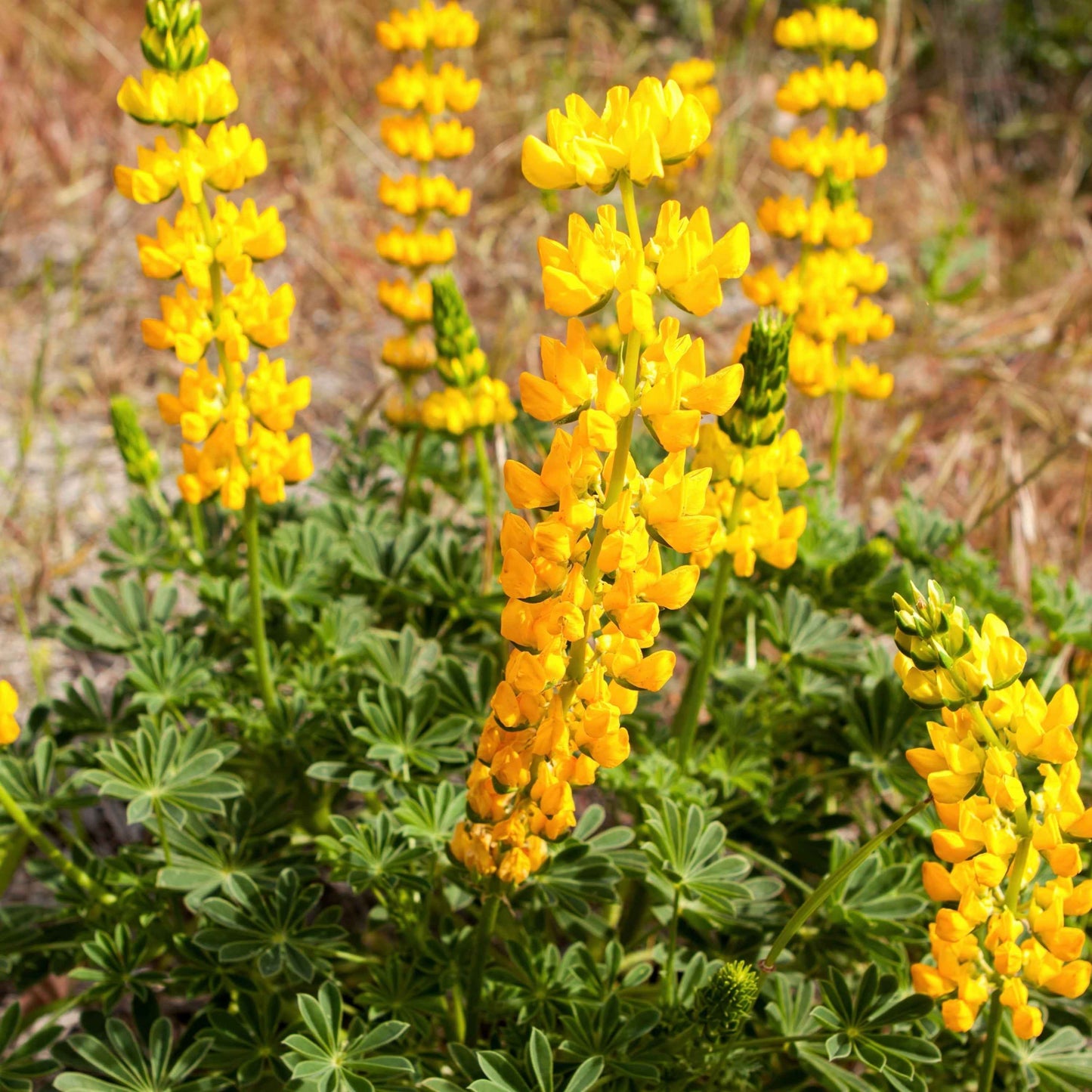 Lupinus microcarpus - Chick Lupine