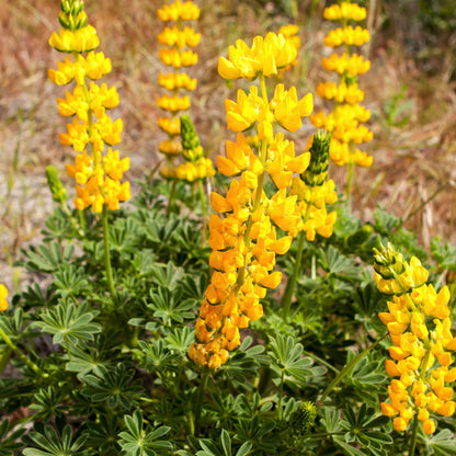 Lupinus microcarpus - Chick Lupine