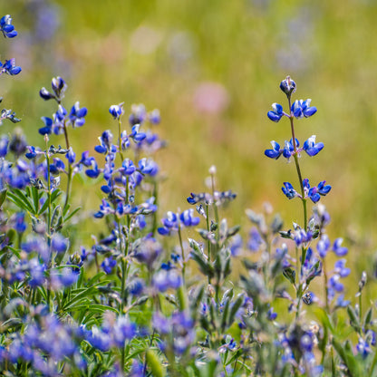 Miniature Lupine (Lupinus bicolor)