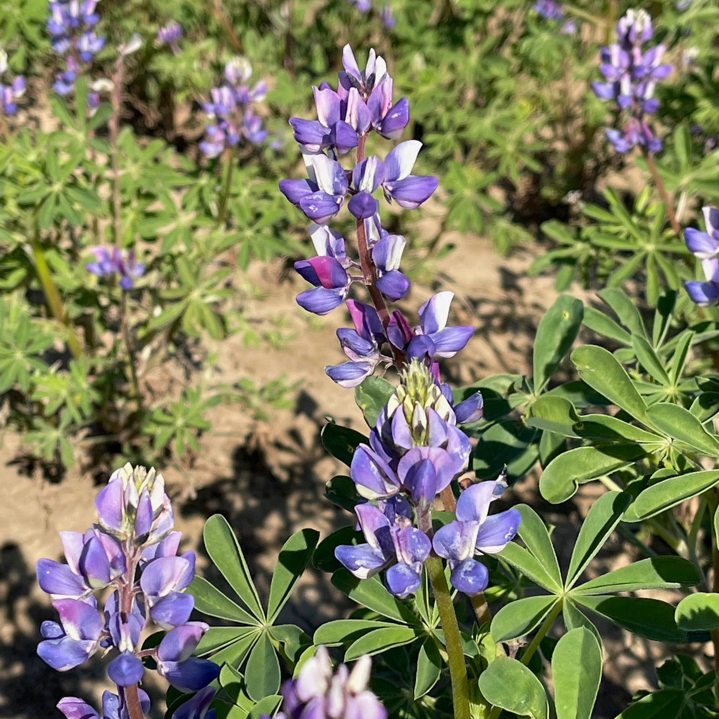 Arroyo Lupine (Lupinus succulentus)