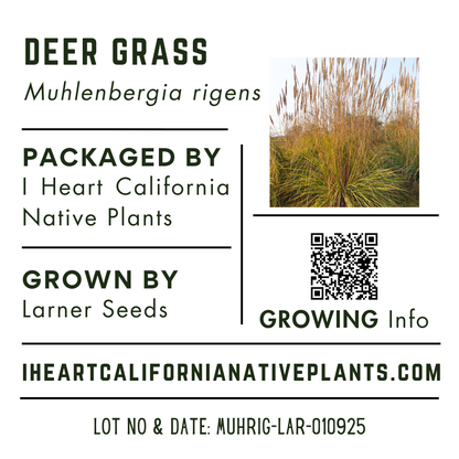 Deer Grass (Muhlenbergia rigens)