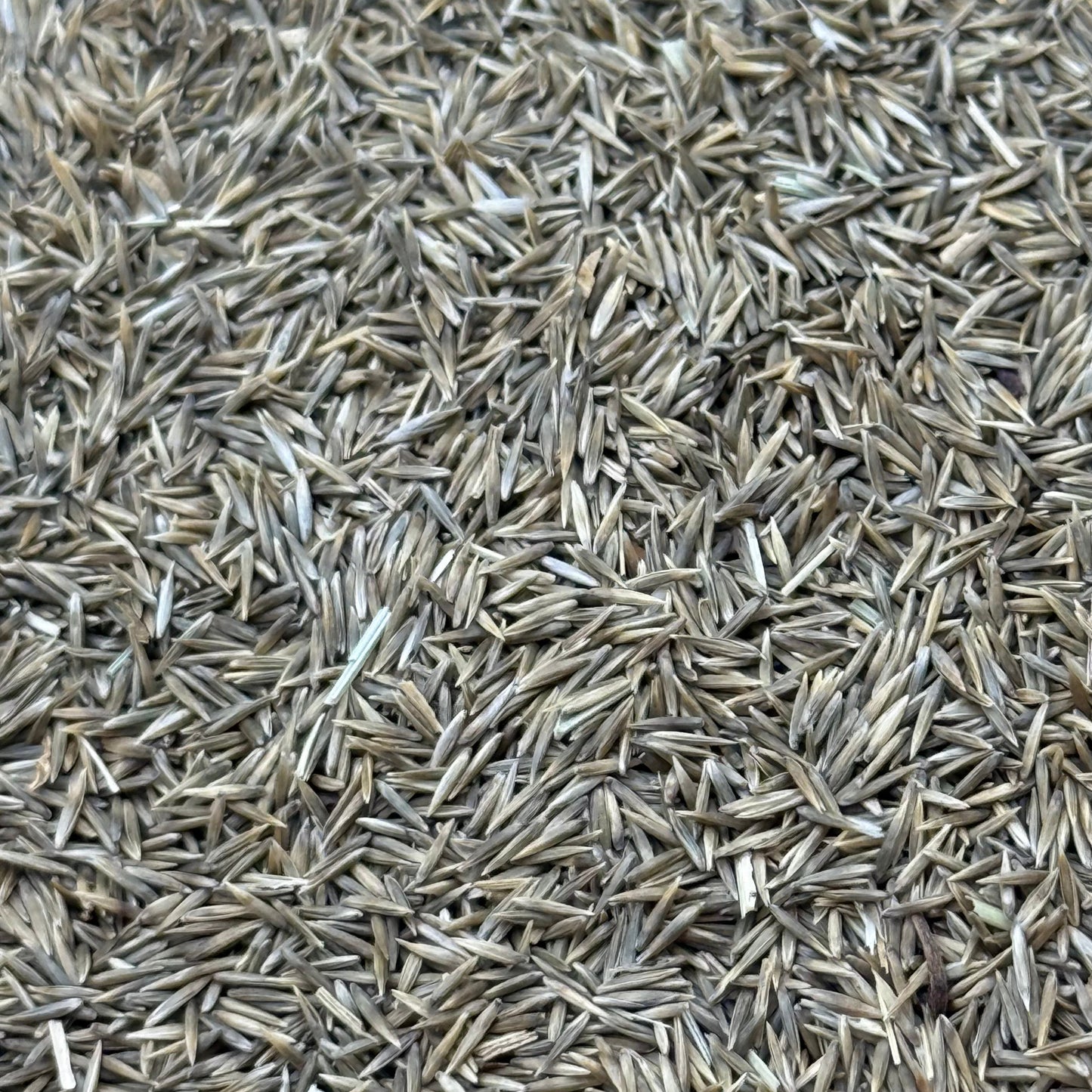 Muhlenbergia rigens - Deer Grass