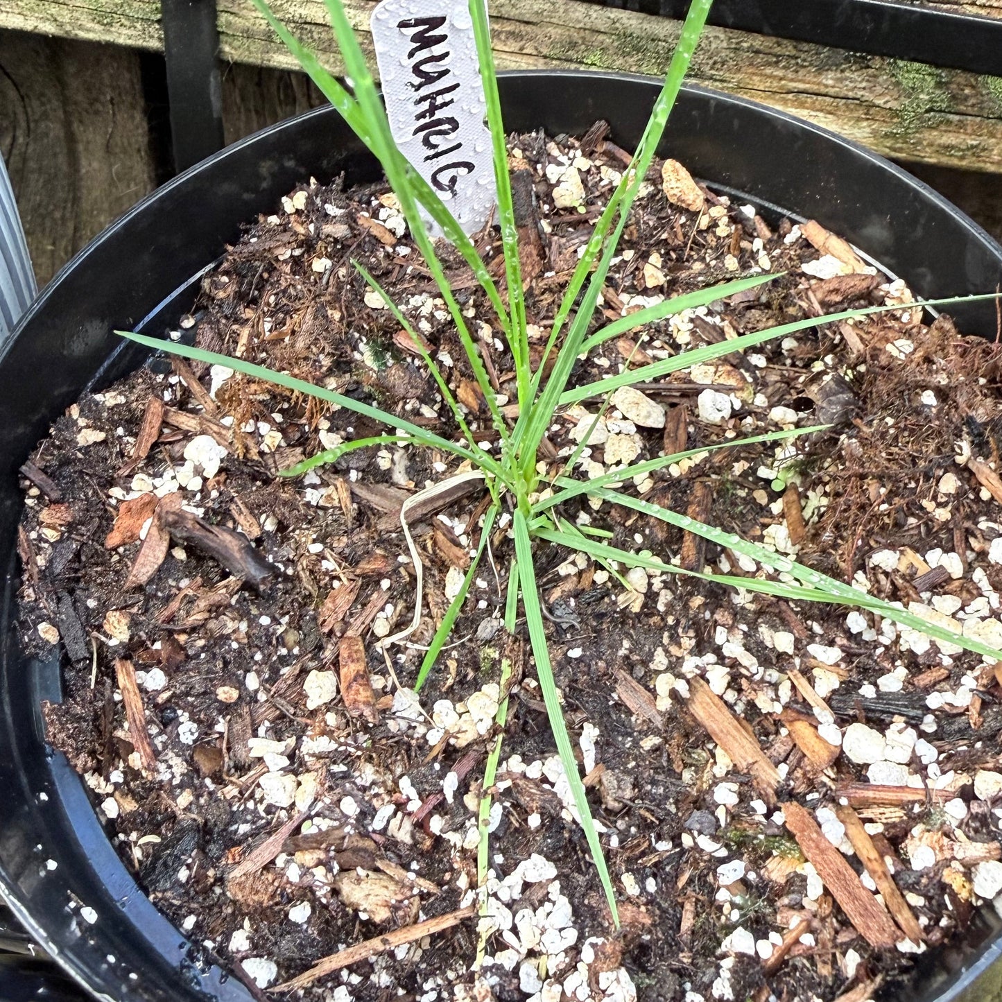 Muhlenbergia rigens - Deer Grass