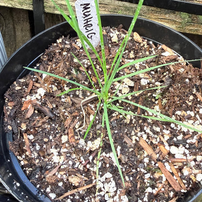 Muhlenbergia rigens - Deer Grass