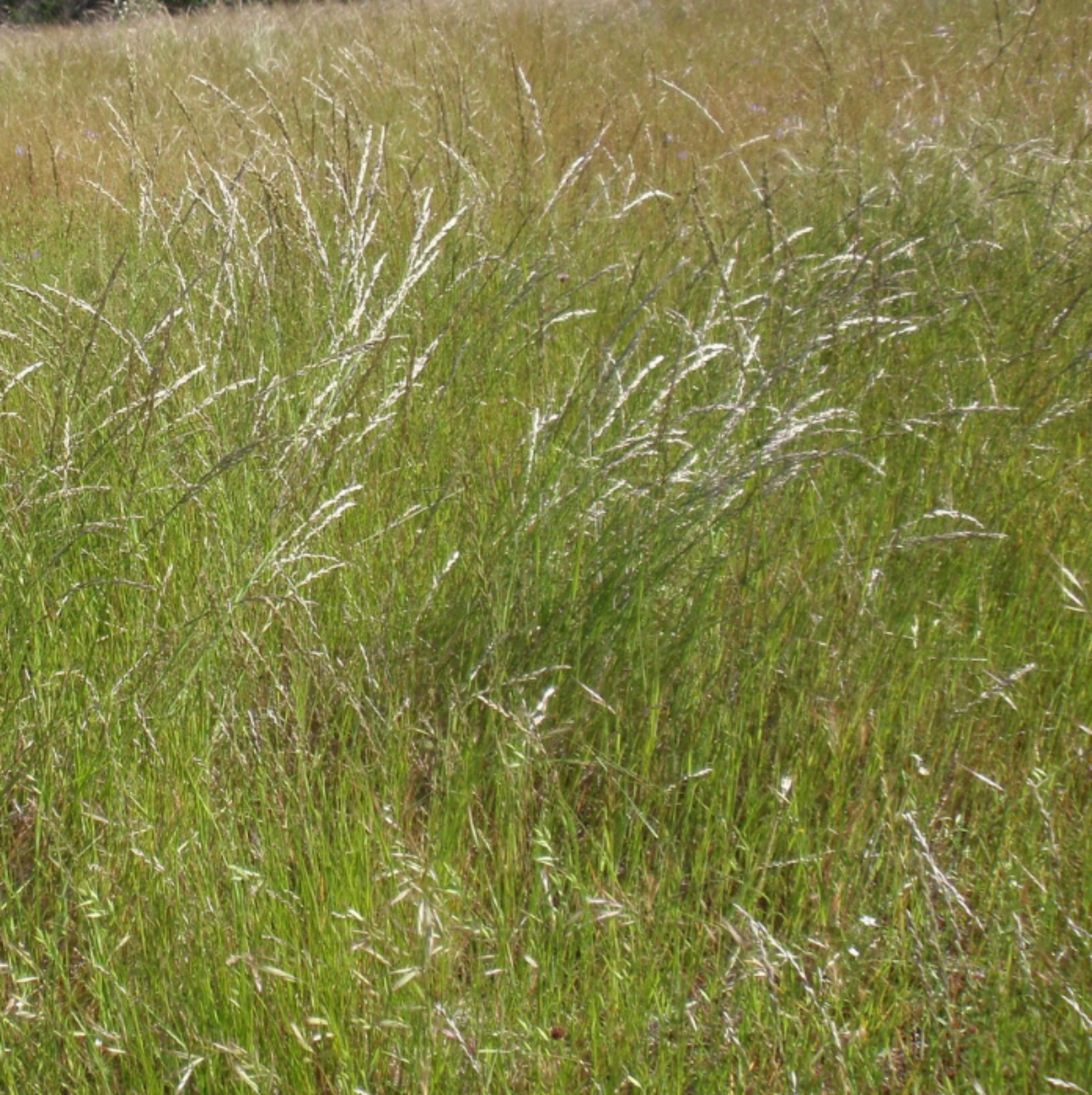 Melica californica - California Melic
