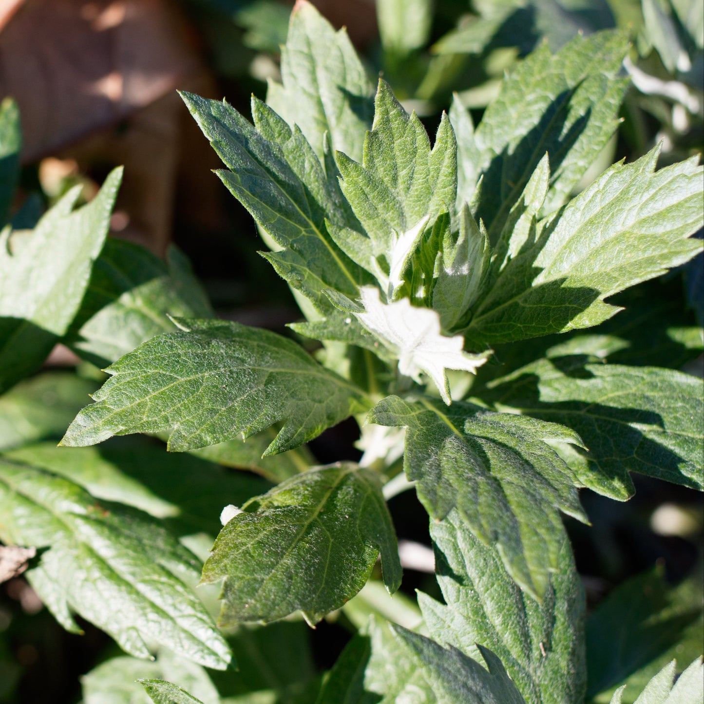 California Mugwort (Artemisia douglasiana)