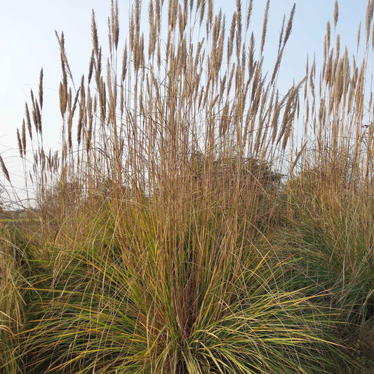 Muhlenbergia rigens - Deer Grass